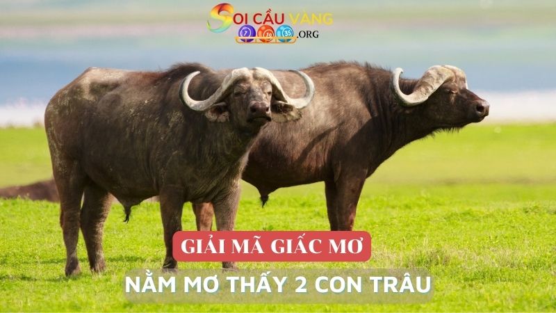 Nằm mơ thấy 2 con trâu