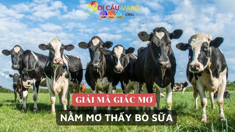 Nằm mơ thấy bò sữa