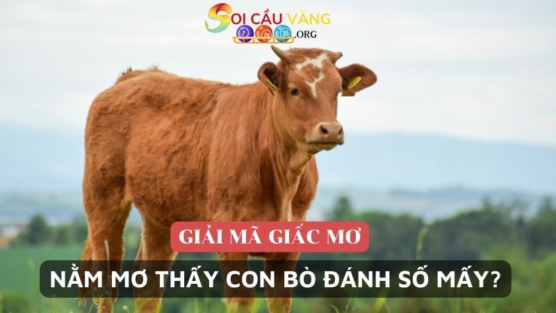 Giải đáp nằm mơ thấy con bò đánh số mấy?