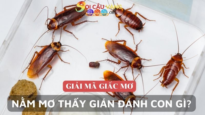 Nằm mơ thấy gián đánh con gì trúng lớn?