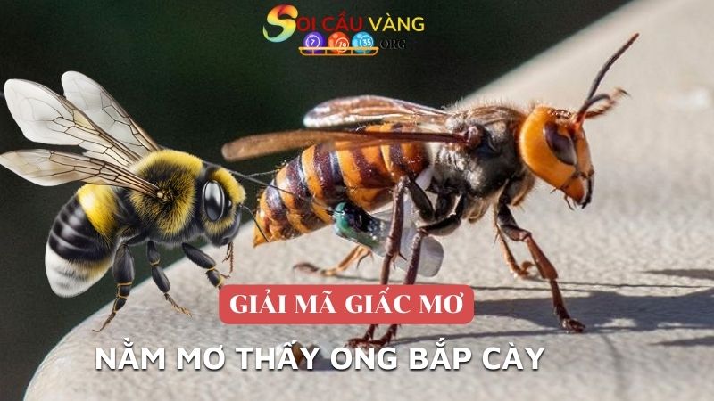 Nằm mơ thấy ong bắp cày