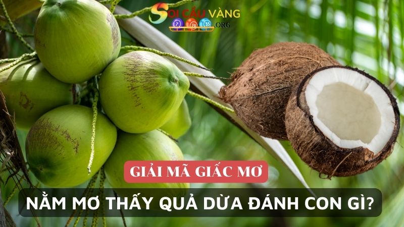 Nằm mơ thấy quả dừa đánh con gì?