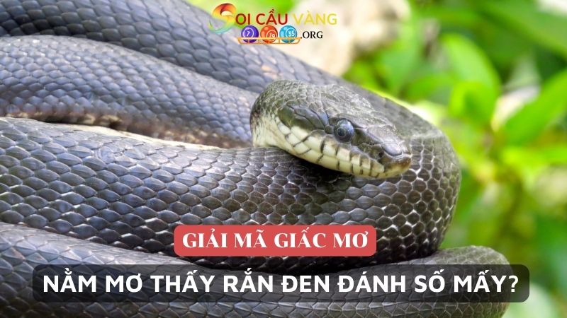 Nằm mơ thấy rắn đen đánh số mấy may mắn?