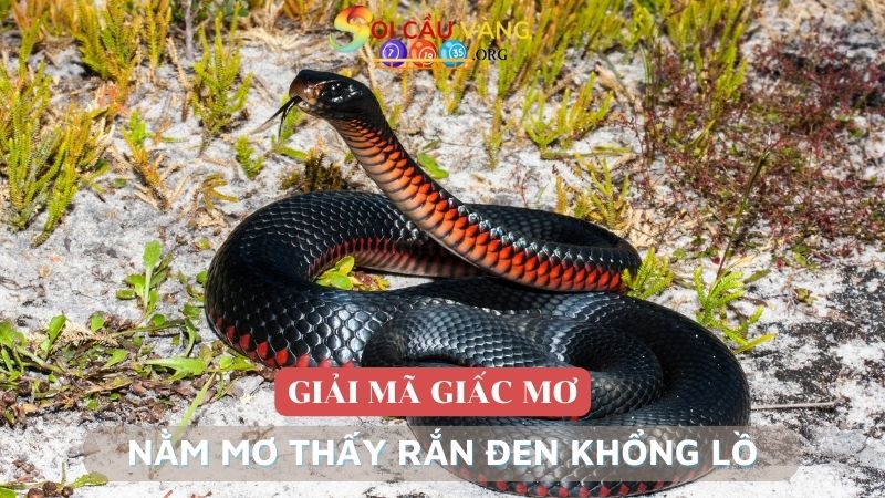 Nằm mơ thấy rắn đen khổng lồ