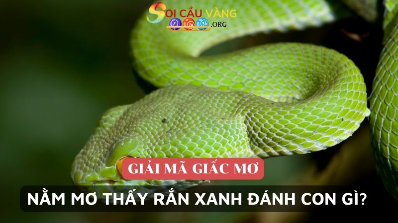 Nằm mơ thấy rắn xanh đánh con gì chuẩn xác?