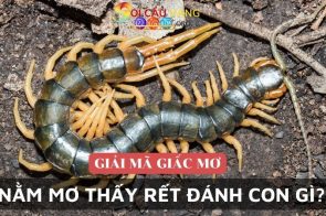 Con rết số gì? Nằm mơ thấy rết đánh số mấy may mắn?