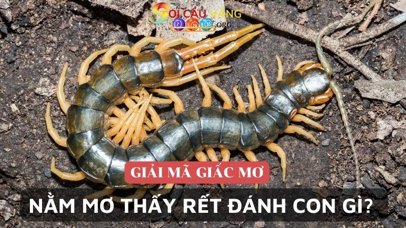 Nằm mơ thấy rết đánh con gì dễ ăn?