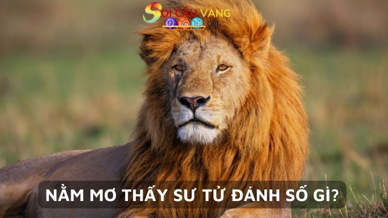 Nằm mơ thấy sư tử đánh số gì may mắn?