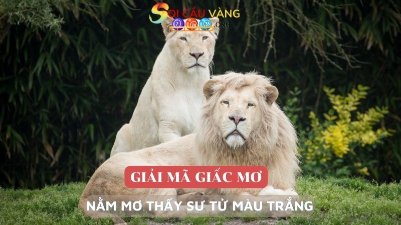 Nằm mơ thấy sư tử màu trắng