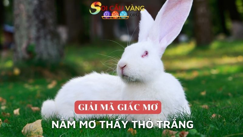 Nằm mơ thấy thỏ trắng