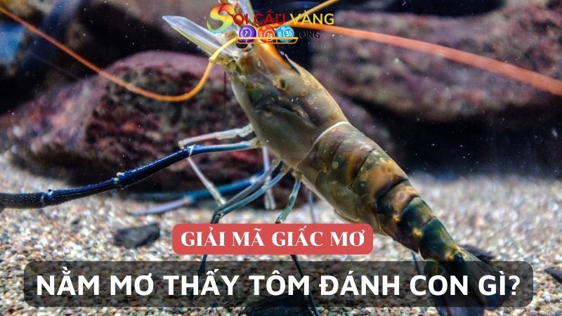 Nằm mơ thấy tôm đánh con gì để trúng đề?