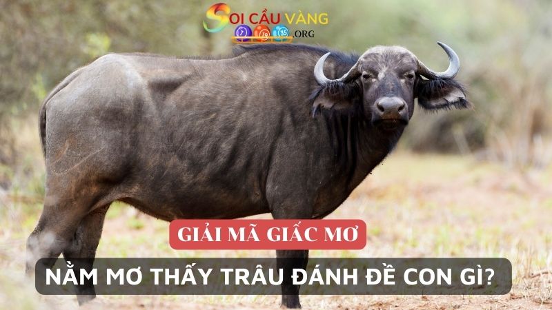 Nằm mơ thấy trâu đánh con gì trúng đề? 