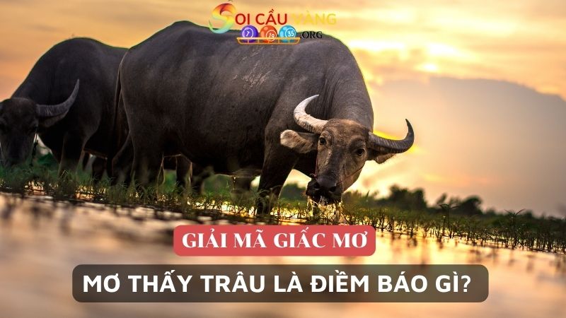 Nằm mơ thấy trâu là điềm báo gì? 