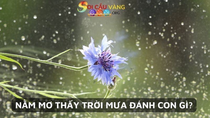 Nằm mơ thấy trời mưa đánh con gì?