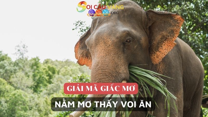 Nằm mơ thấy voi ăn