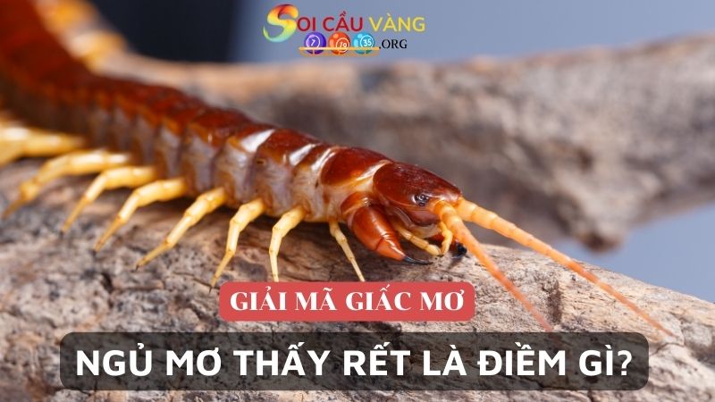 Ngủ mơ thấy rết là điềm gì?