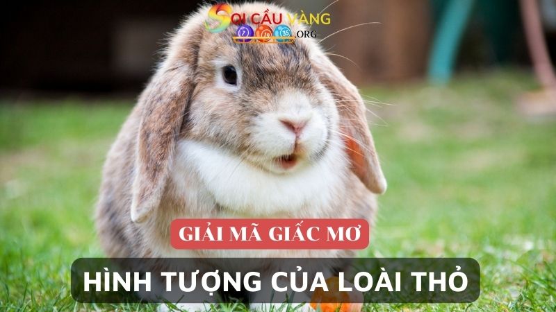 hình tượng của loài thỏ