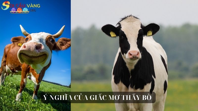 Ý nghĩa của giấc mơ thấy bò 