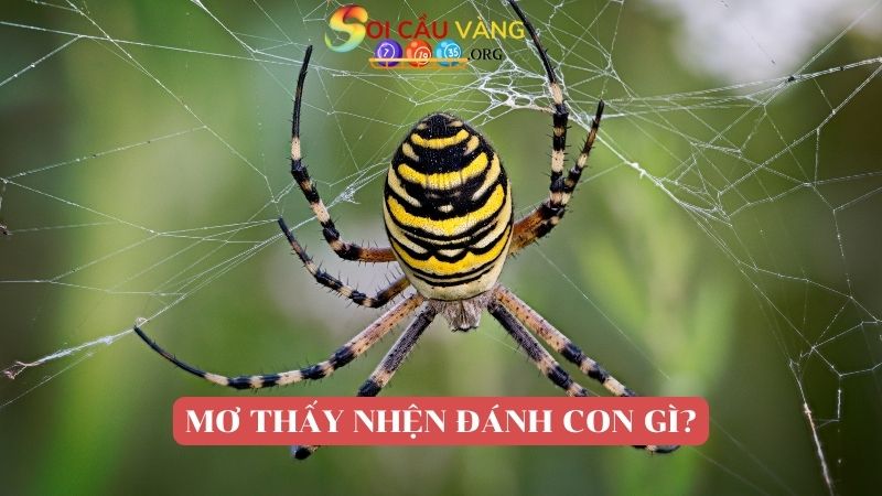 Giấc mơ thấy nhện đánh con gì? 