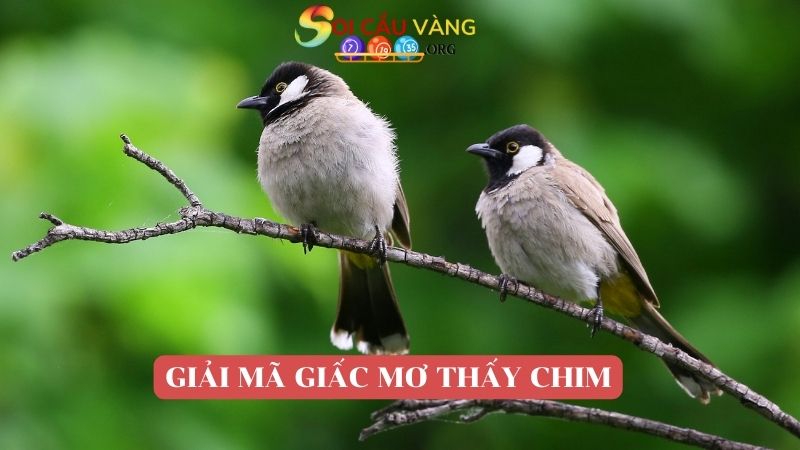 Luận giải các giấc mơ thấy chim 