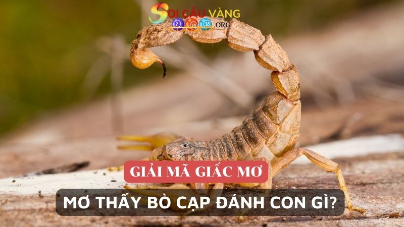 mơ thấy bò cạp đánh con gì?