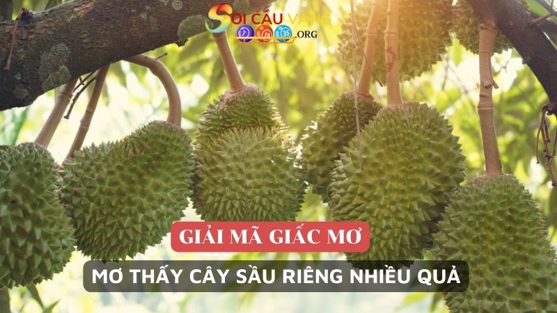 Mơ thấy cây sầu riêng nhiều quả