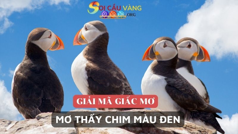 Mơ thấy chim màu đen