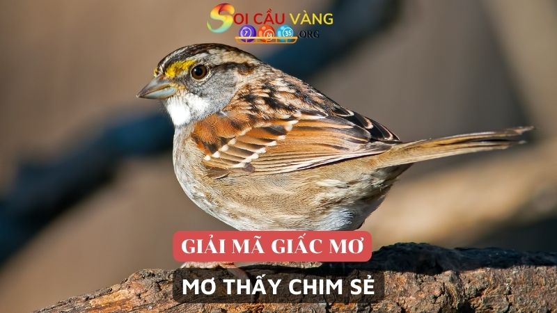 Mơ thấy chim sẻ