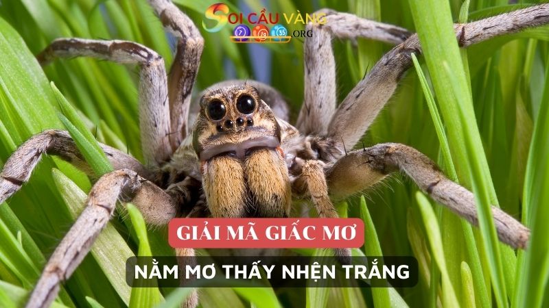 Mơ thấy con nhện trắng