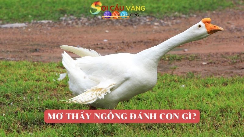 Nằm mơ thấy ngỗng đánh con gì?