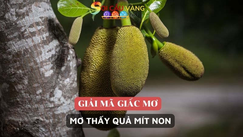 Mơ thấy quả mít non là điềm gì?