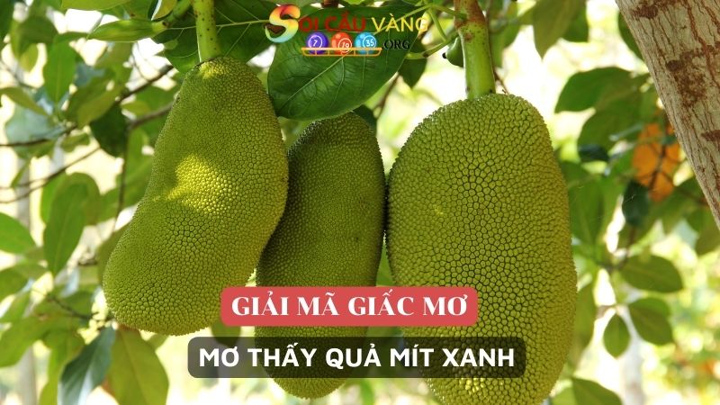 Mơ thấy quả mít xanh