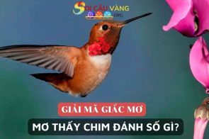 Giải mã nằm mơ thấy chim đánh số gì chi tiết nhất 2024 