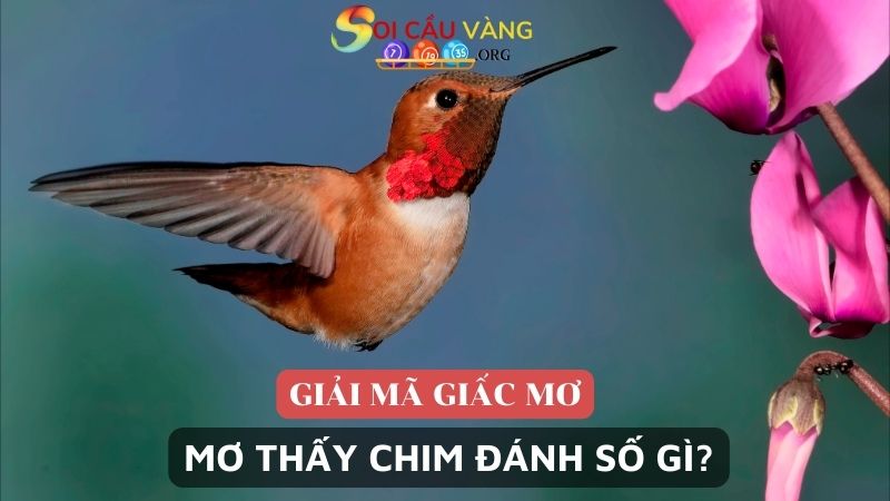 Nằm mơ thấy chim đánh số gì dễ trúng số?