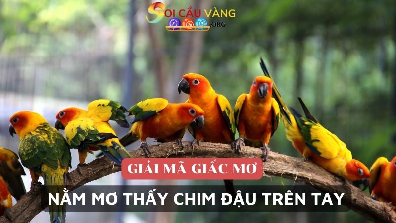 Nằm mơ thấy chim đậu trên tay