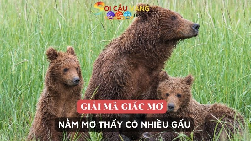 Nằm mơ thấy có nhiều gấu