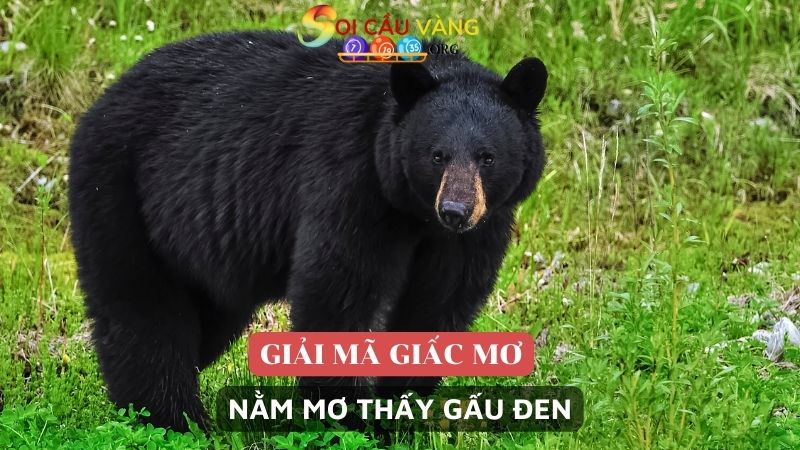 Nằm mơ thấy gấu đen