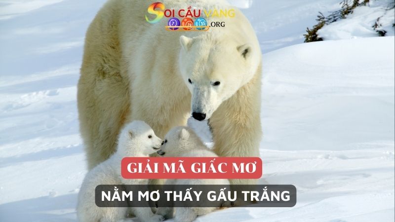 Nằm mơ thấy gấu trắng