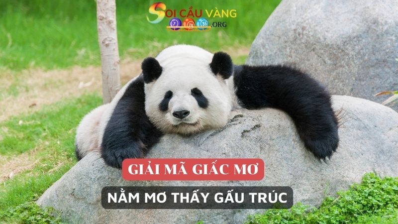 Nằm mơ thấy gấu trúc