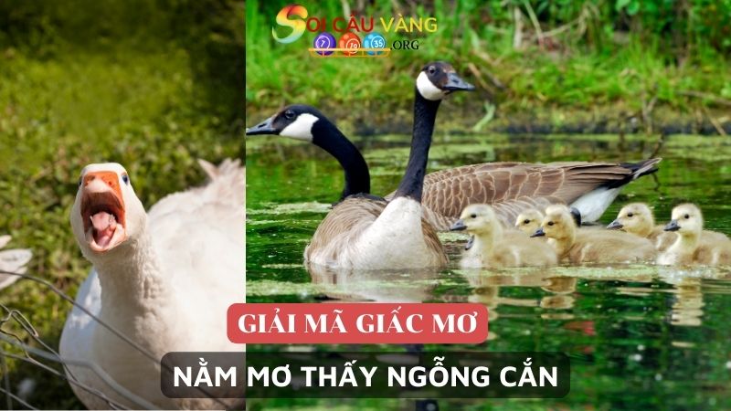 Nằm mơ thấy ngỗng cắn