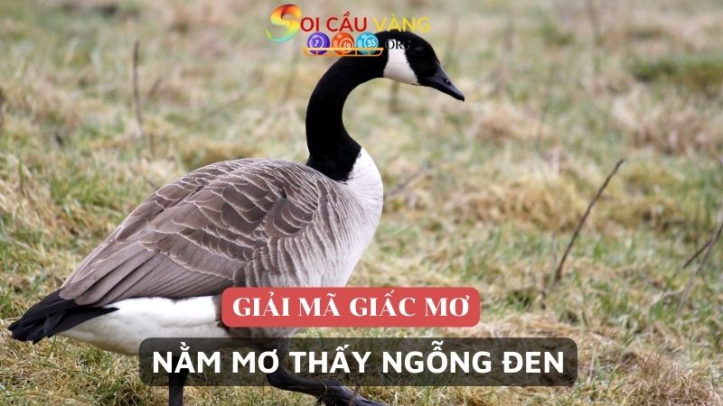 Nằm mơ thấy ngỗng đen