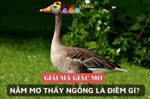 Giải mã giấc mơ thấy ngỗng đánh con gì chi tiết nhất 