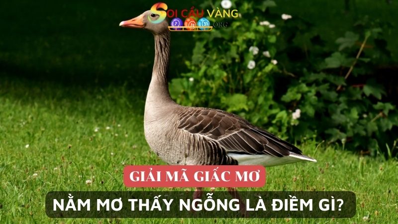 Nằm mơ thấy ngỗng là điềm gì? 