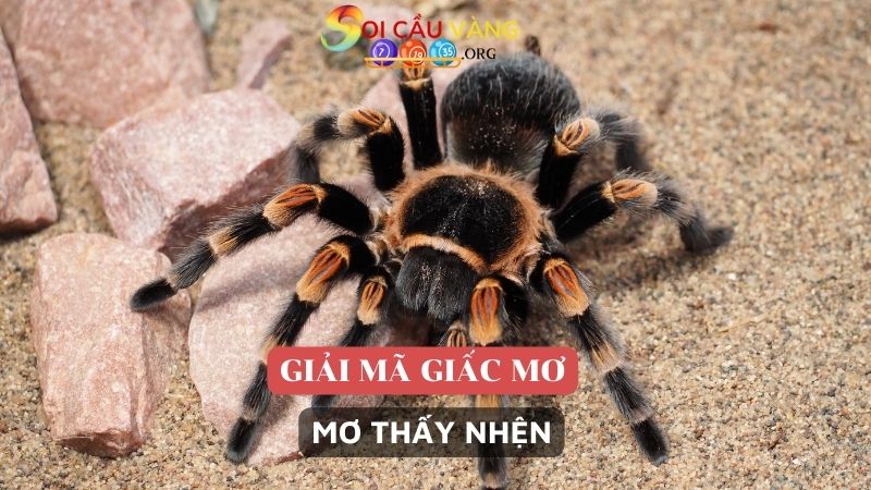 Nằm mơ thấy nhện là điềm gì?