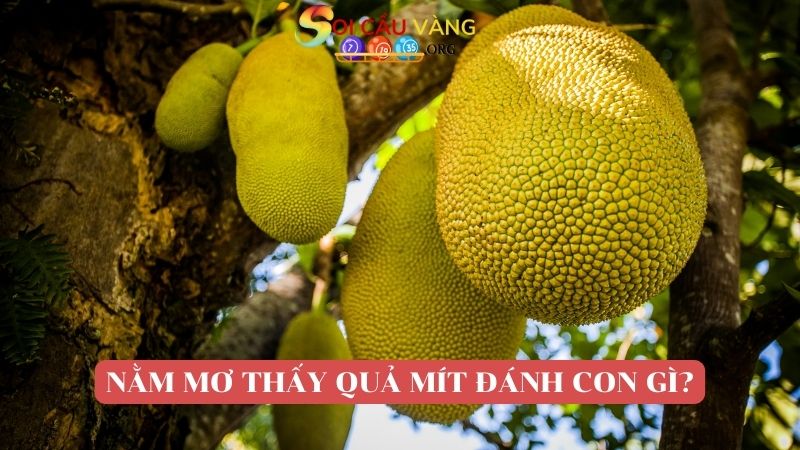 Nằm mơ thấy quả mít đánh con gì?