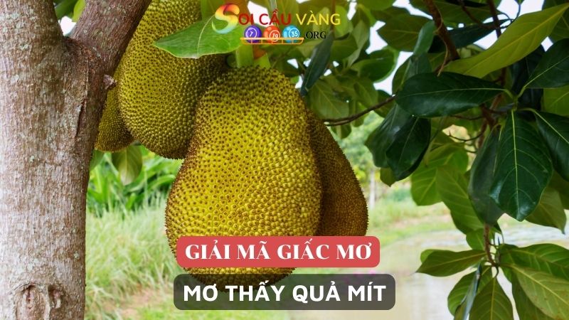 Ý nghĩa giấc mơ thấy quả mít