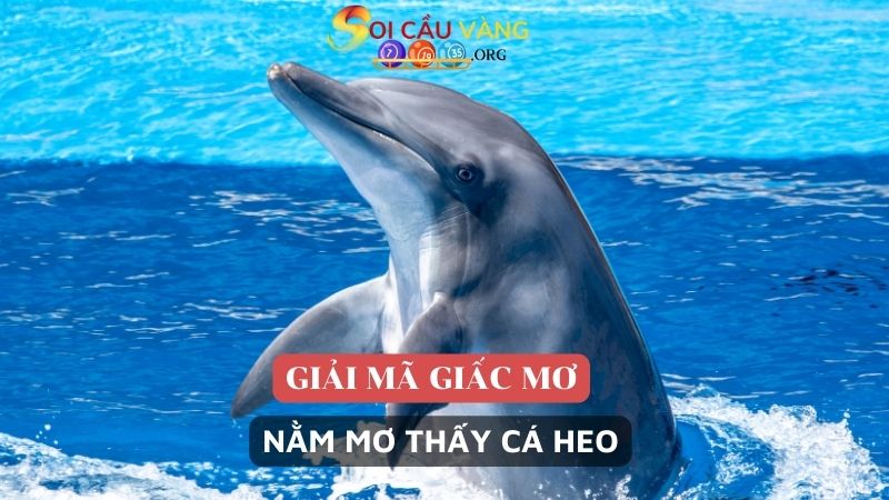 Giải mã giấc mơ thấy cá heo 