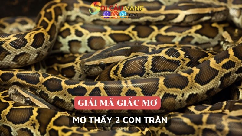 Mơ thấy 2 con trăn