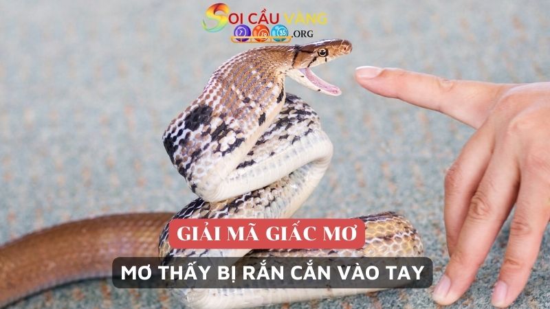 Mơ thấy bị rắn cắn vào tay