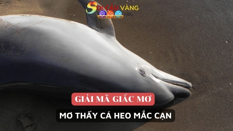 Mơ thấy cá heo mắc cạn